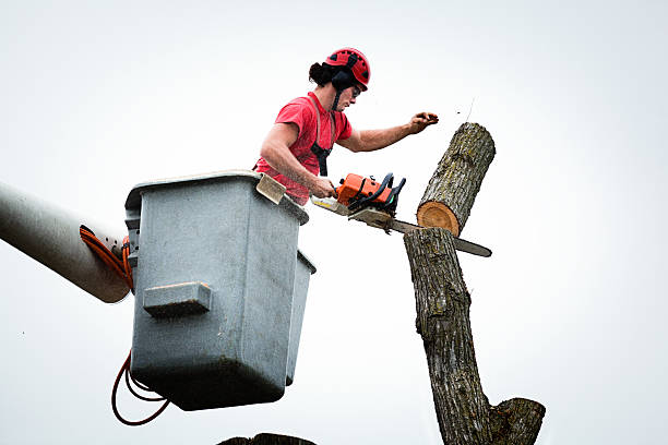 Trussville, AL Tree Services Company