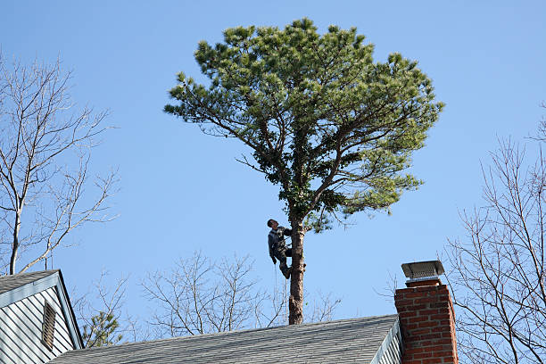 Best Arborist Consultation Services  in Trussville, AL